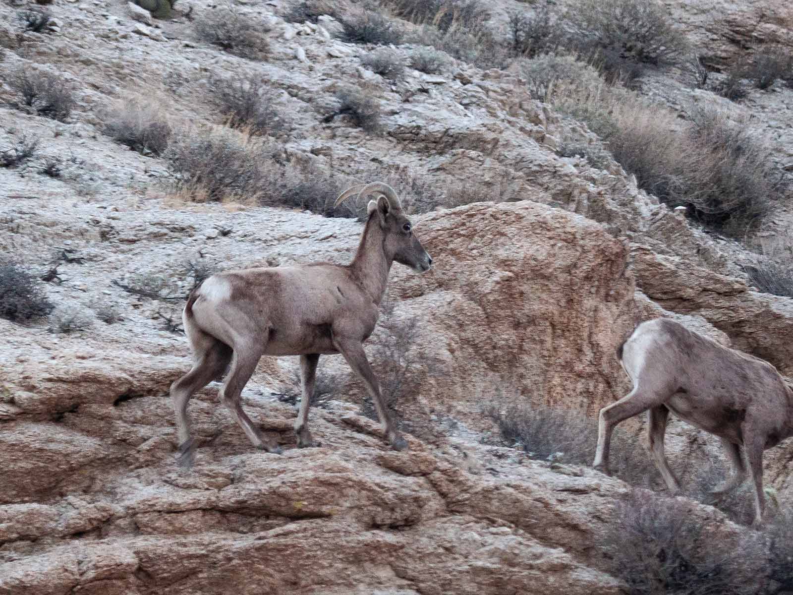 Bighorn Sheep