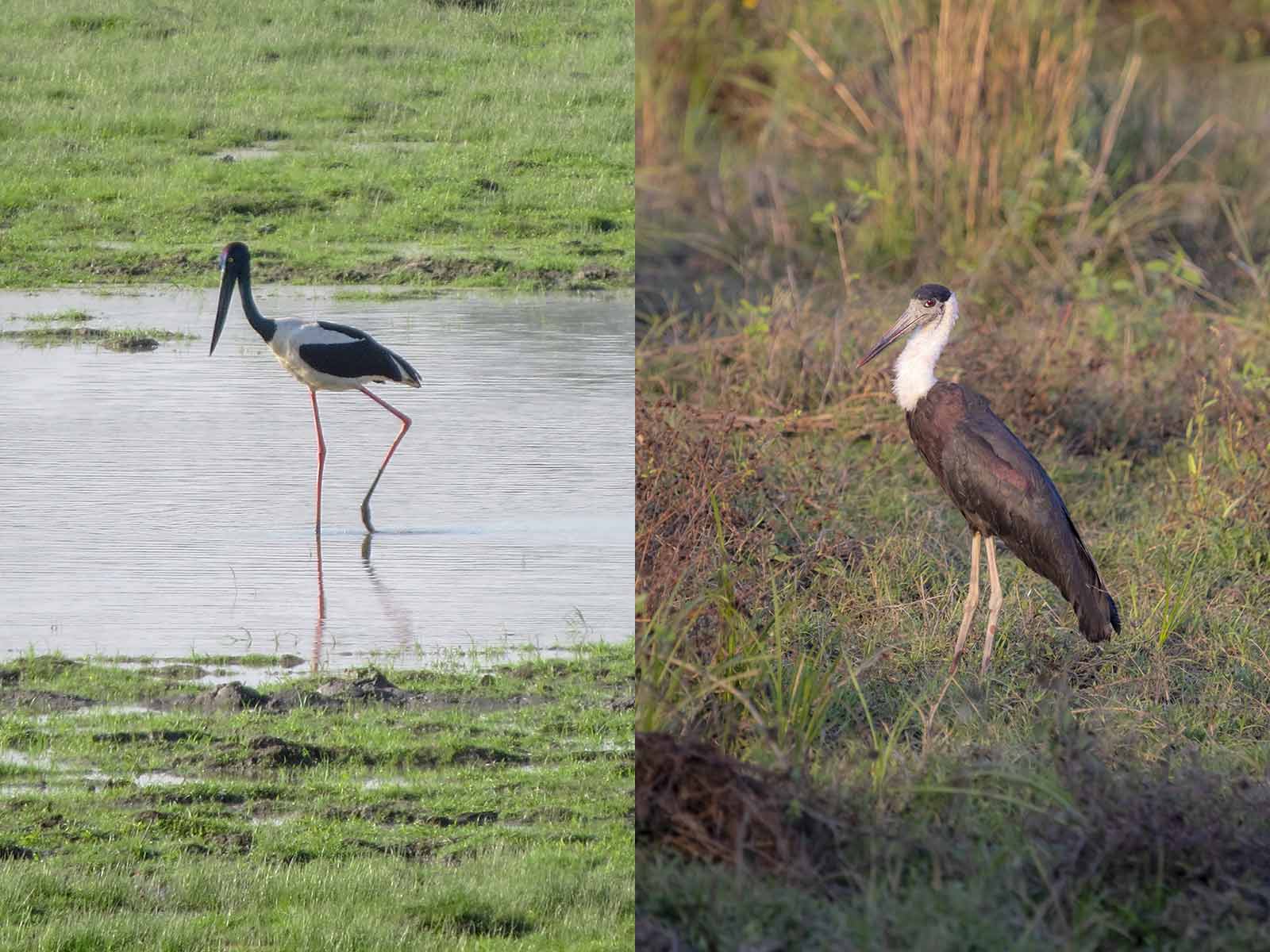 black-necked-stork , woolly-necked-stork