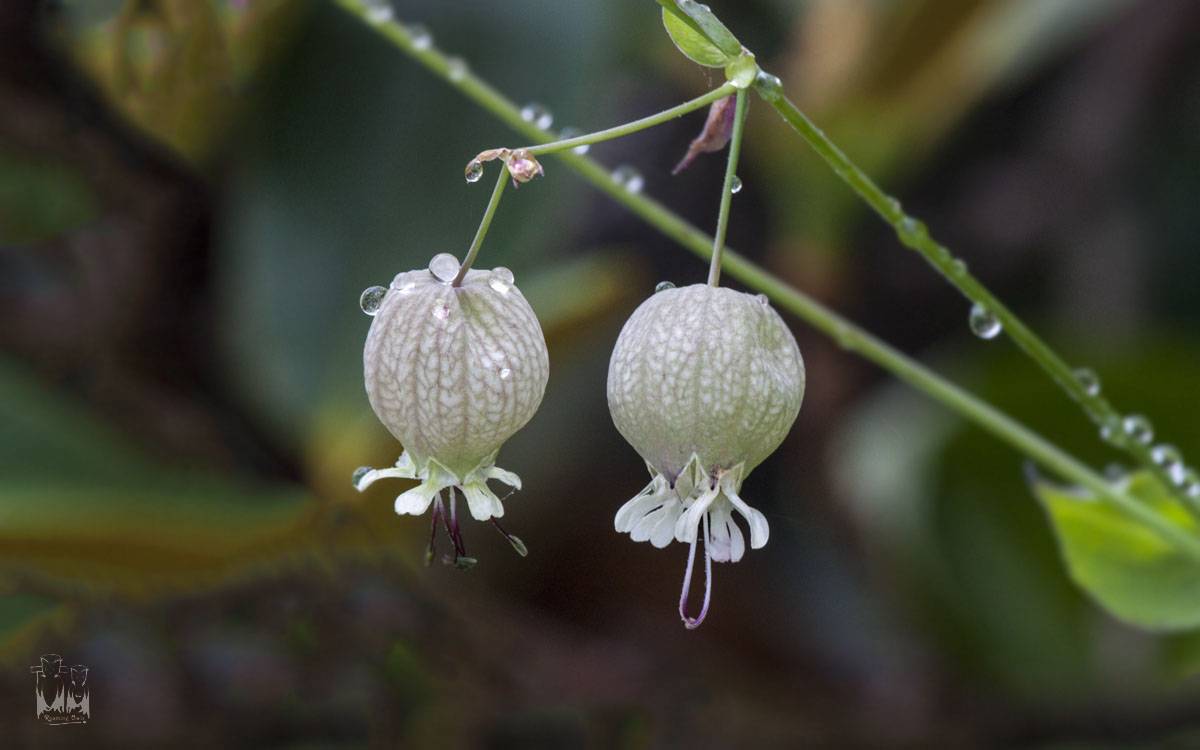 bladder campion-Silene vulgaris , valley of flowers