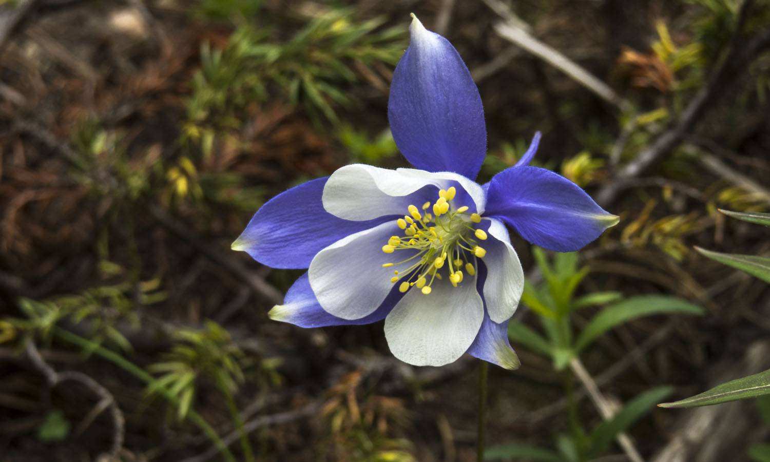 Rocky Mountain Columbine, Aquilegia Caerulea , rocky mountains , wildflowers