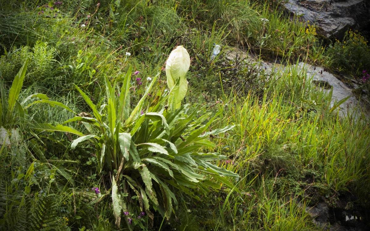 brahma kamal - Saussurea obvallata, rare flower, himalayan wildflower