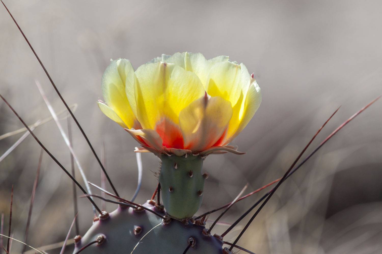 Big Bend&nbsp;prickly pear,Grusonia&nbsp;aggeria,big bend national park cactus,bigbend national park wildflower