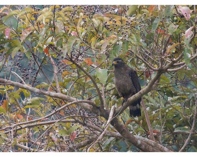 chidiya tapu birding andaman crested serpent eagle