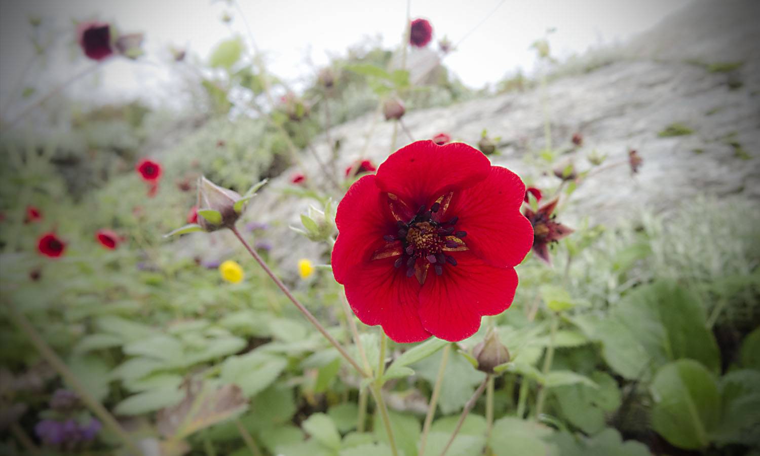 Himalayan Cinquefoil , Potentilla atrisanguinea,Himalayan wildflower