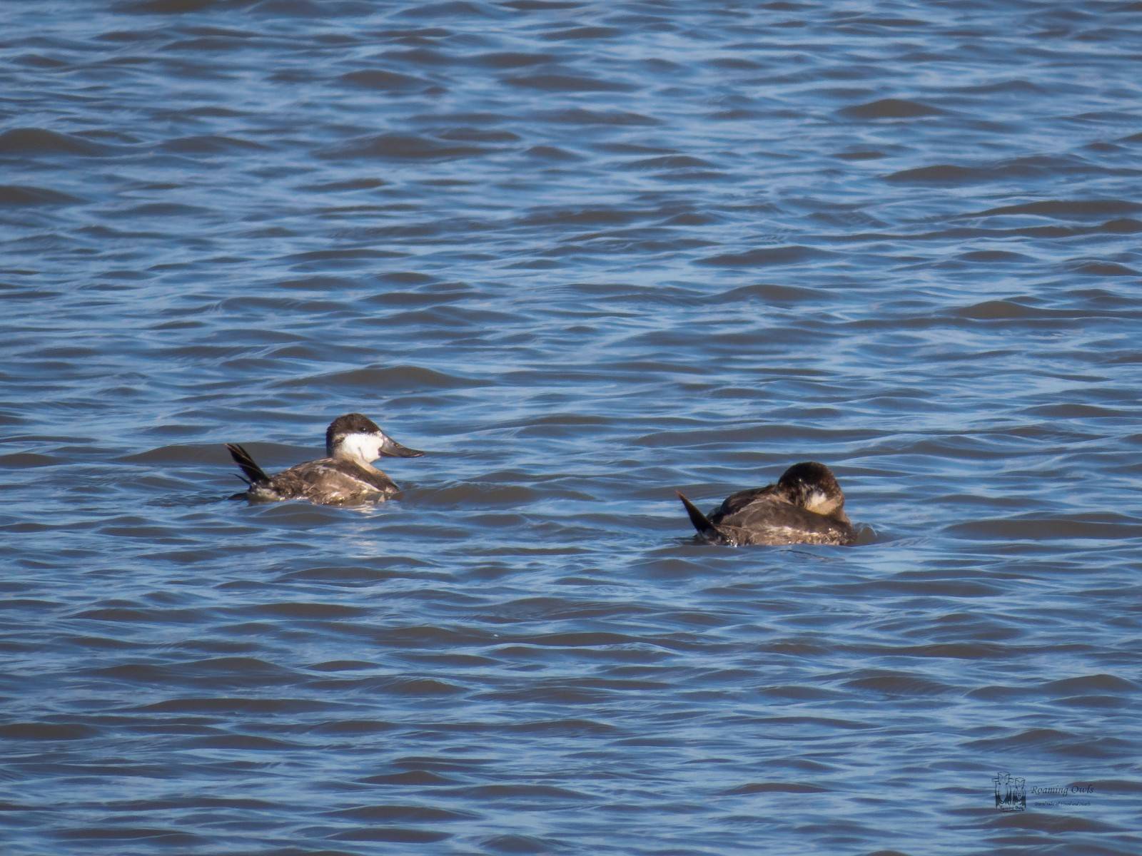 Delaware - Watching horse shoe crabs and birds - Roaming Owls