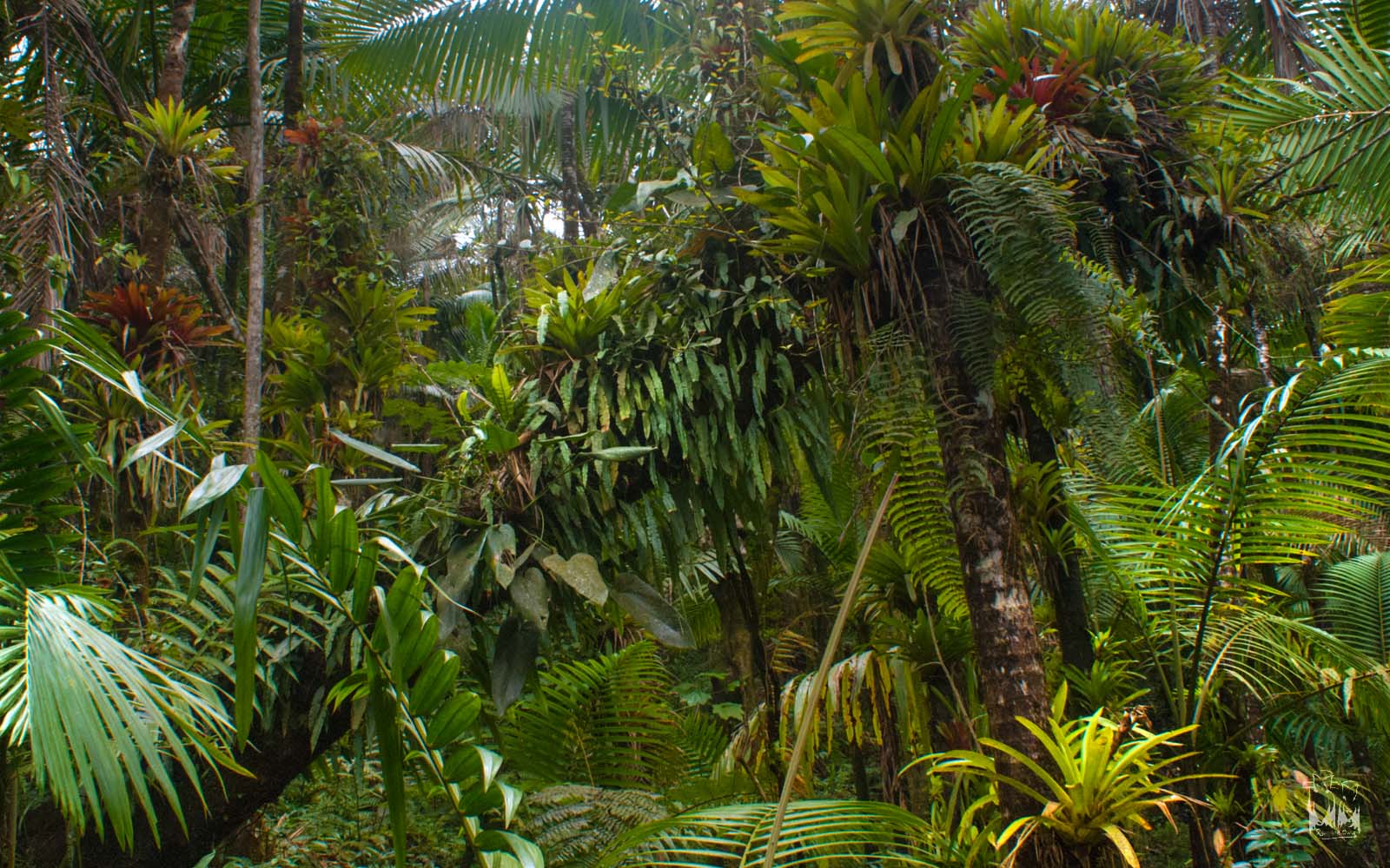 El Yunque National Forest - Roaming Owls Puertorico Rainforest