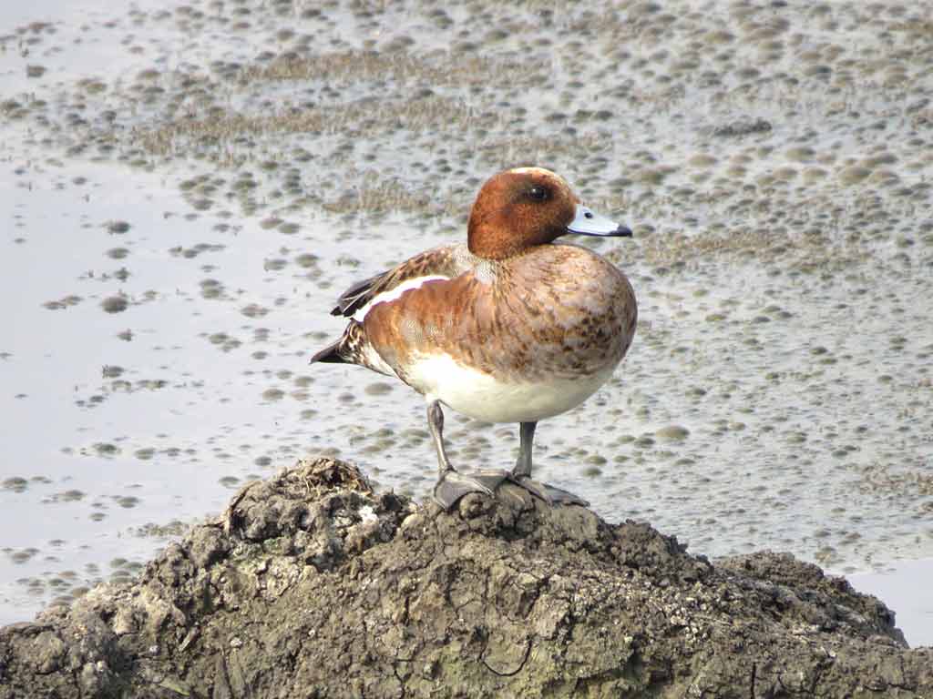 Eurasian Wigeon, Migratory Birds Vedanthangal, Migratory Birds Tamilnadu, Ducks Migratory,Vedanthangal Bird Sanctuary Eurasian Wigeon