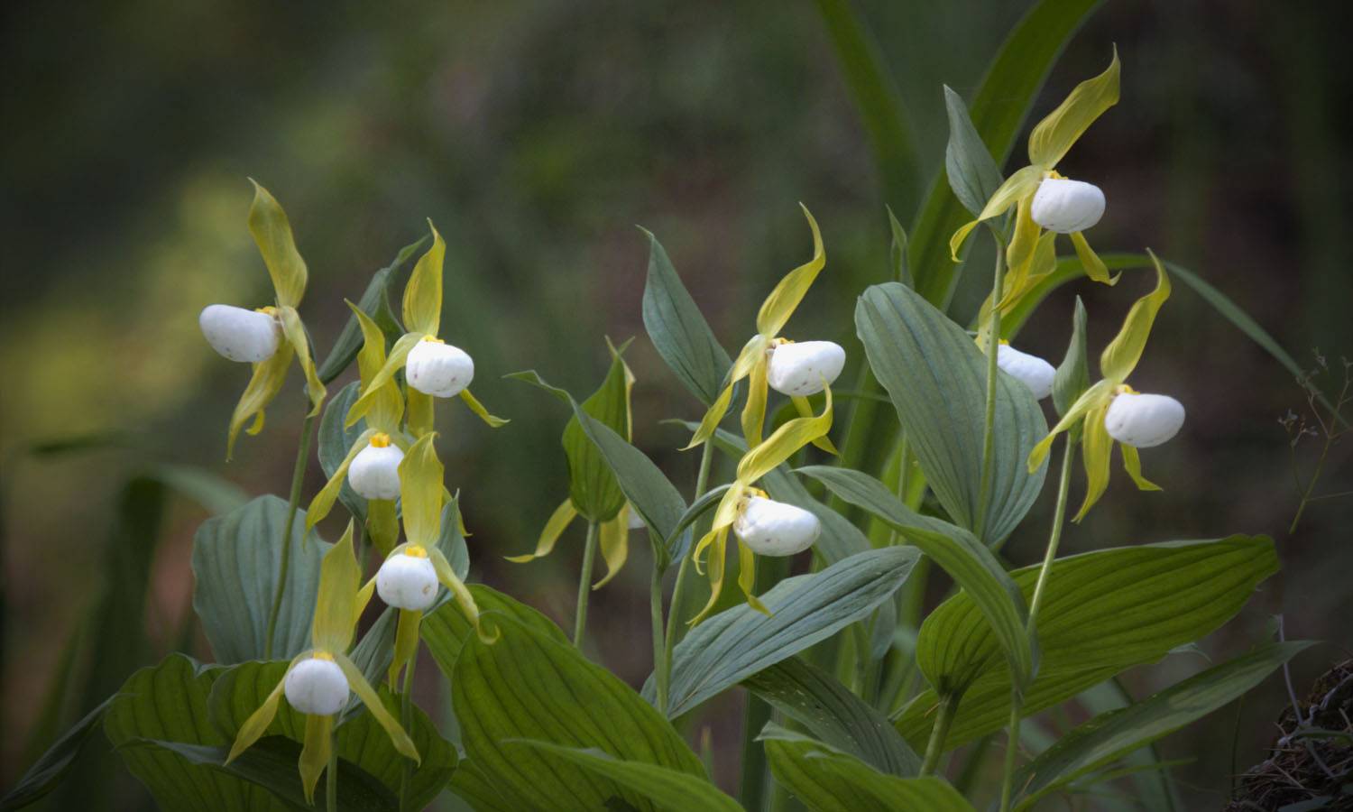 Heart-shaped Slipper Orchid, Cypripedium cordigerum , himalayas
