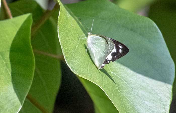 இந்திய வெள்ளையன் Indian albatross