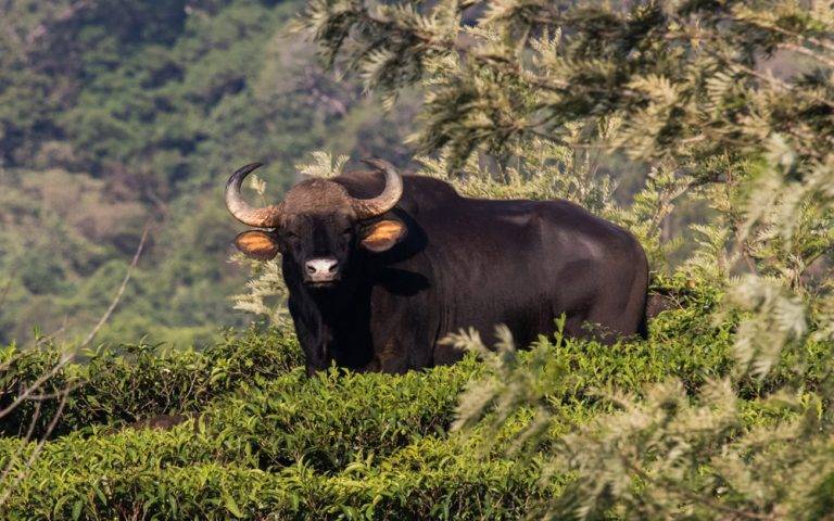 Indian Gaur
