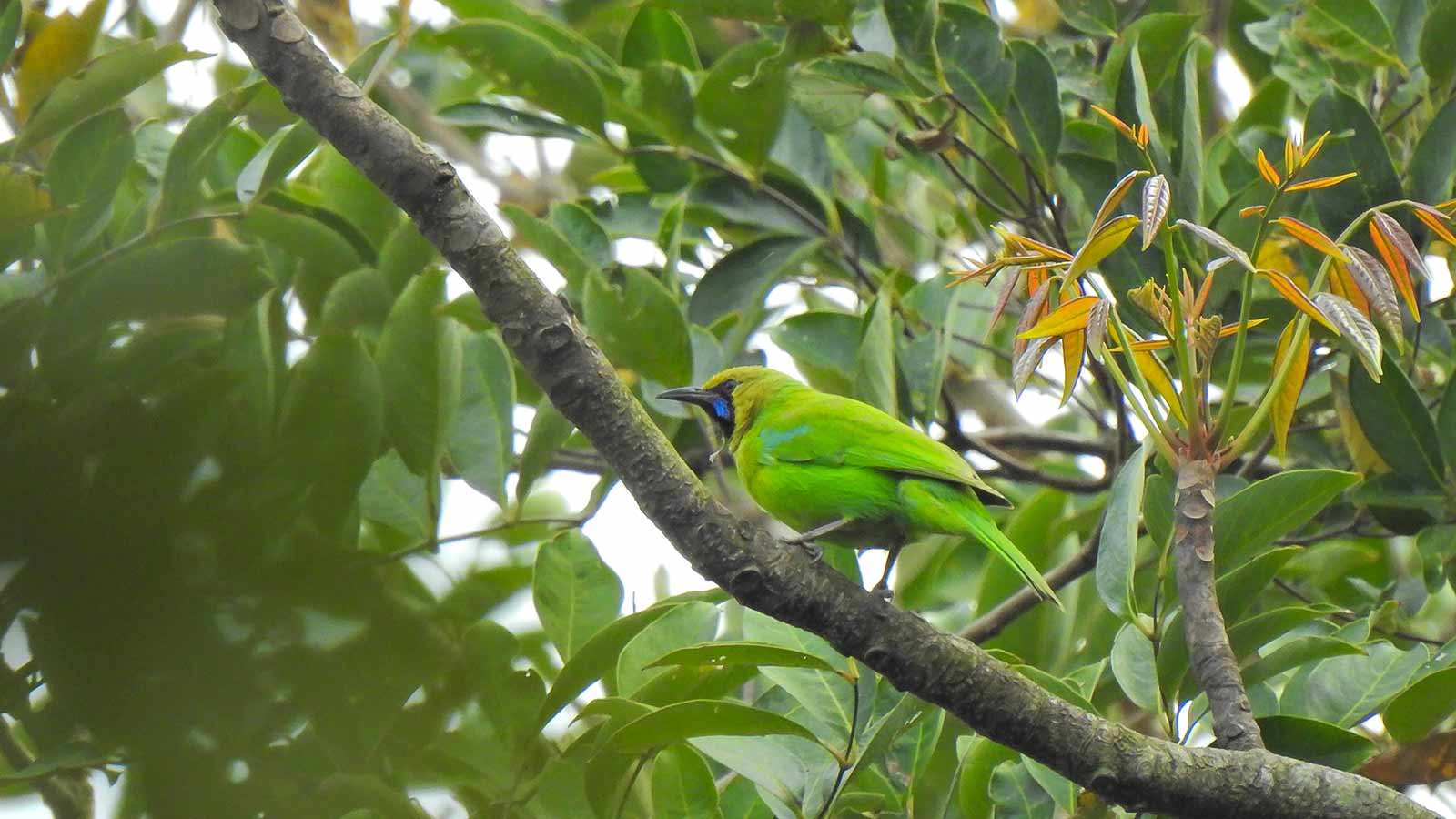 Coimbatore Bird Race-Nilgiri Biosphere,SACON - Roaming Owls