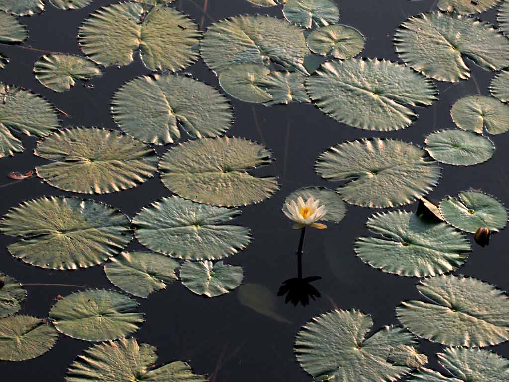 Lily bloom, chennai lilies,vedanthangal water,vedanthangal birding, lily pond Lily pond in Vedanthangal Bird Sanctuary