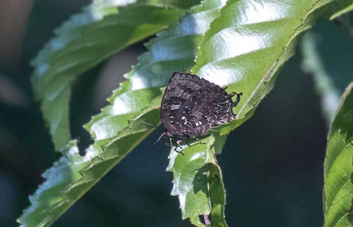 பலவால் கருவாலி நீலன்