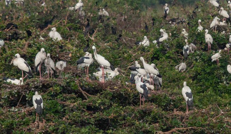 Nelapattu Bird Sanctuary - Roaming Owls