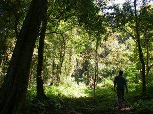 Karimala Trekking