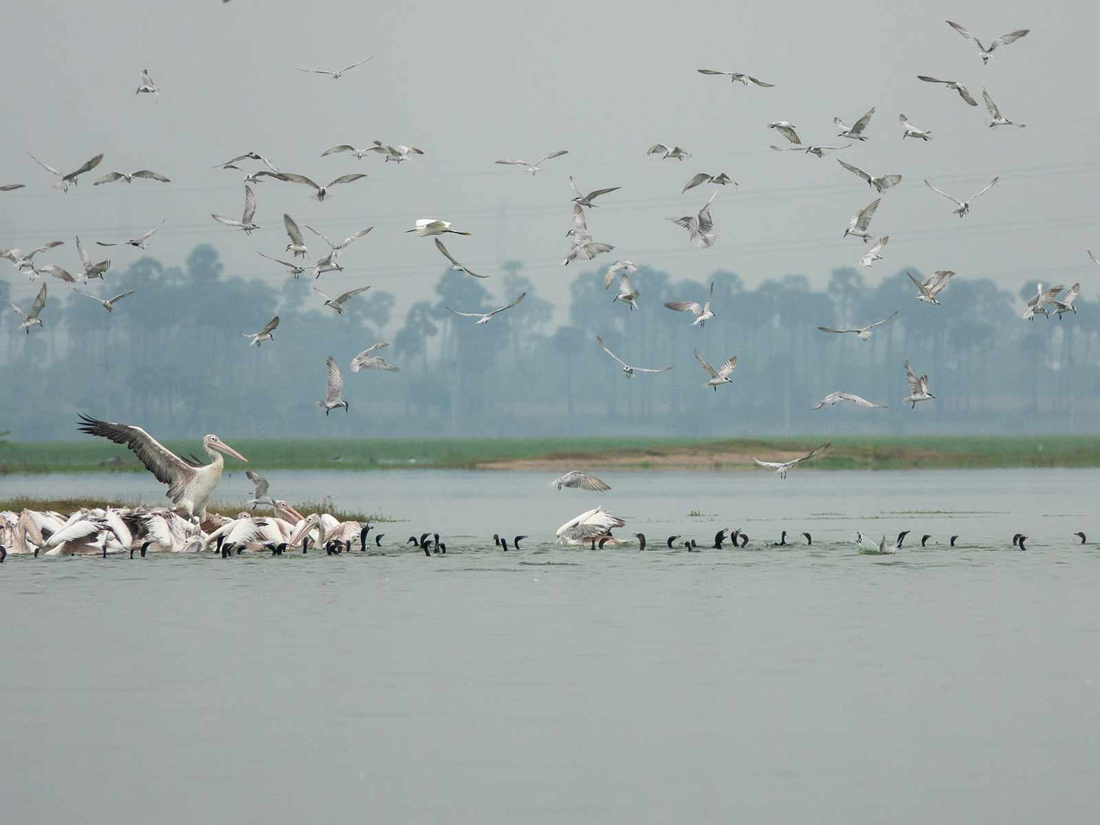 Bird Watching | Washington State Parks