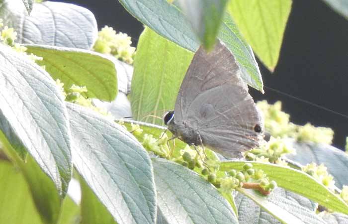 Indian Red flash சிவப்பு ஜொலிப்பான்