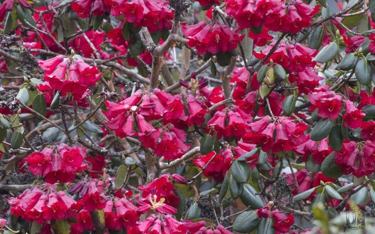Red rhododendron