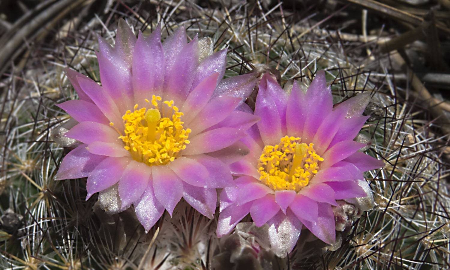 Mountain Ball Cactus, Pediocactus simpsonii , Rocky mountain , wildflowers