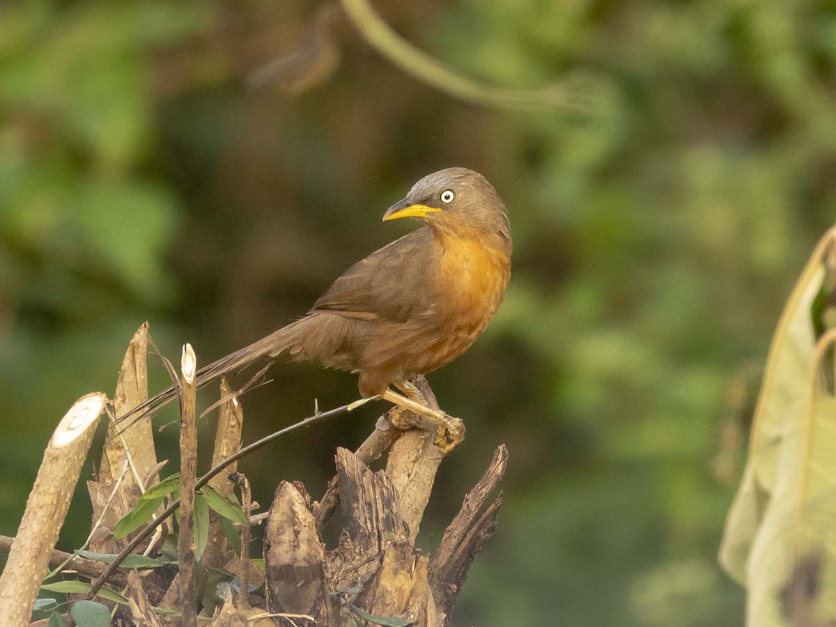 Birding in Jog Falls - Roaming Owls