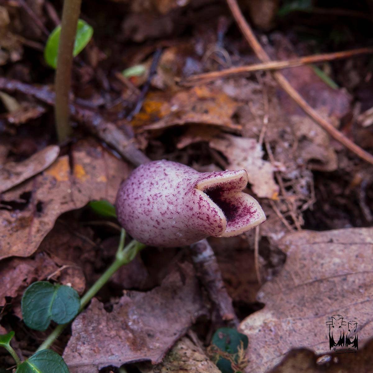 Little Brown Jug - Hexastylis arifolia,வசந்த கால மலர்கள்