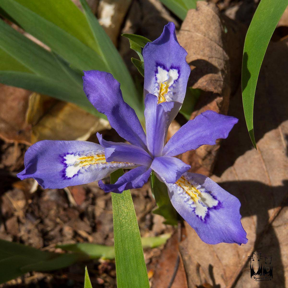 Dwarf Crested Iris-Iris cristata