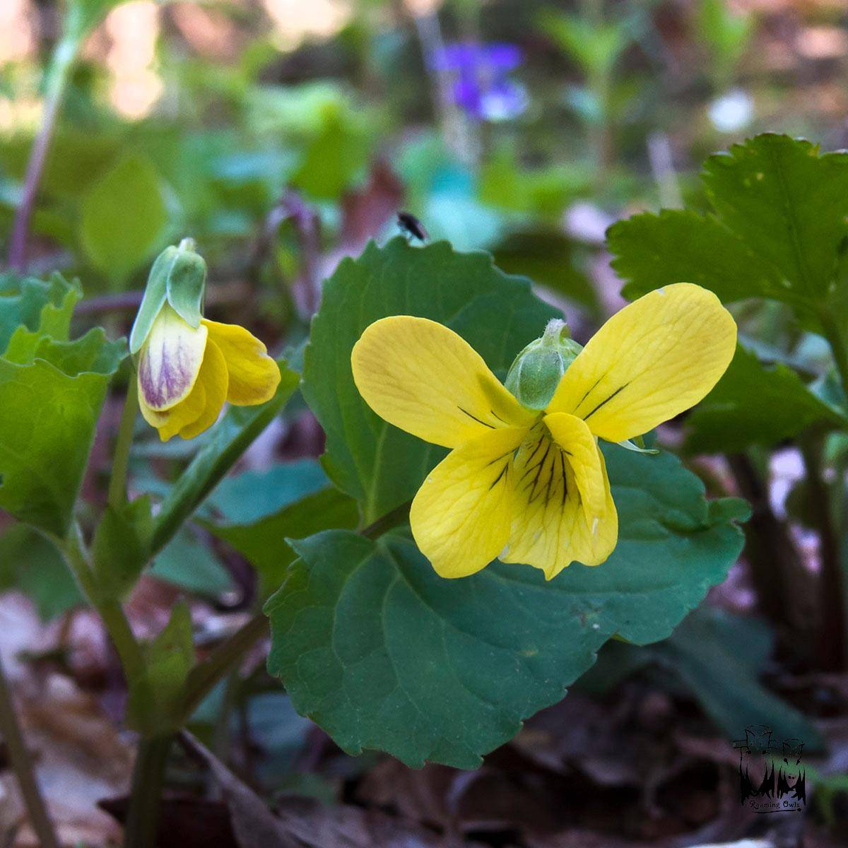 Downy yellow violet - Yellow pubescens , வசந்த கால மலர்கள்