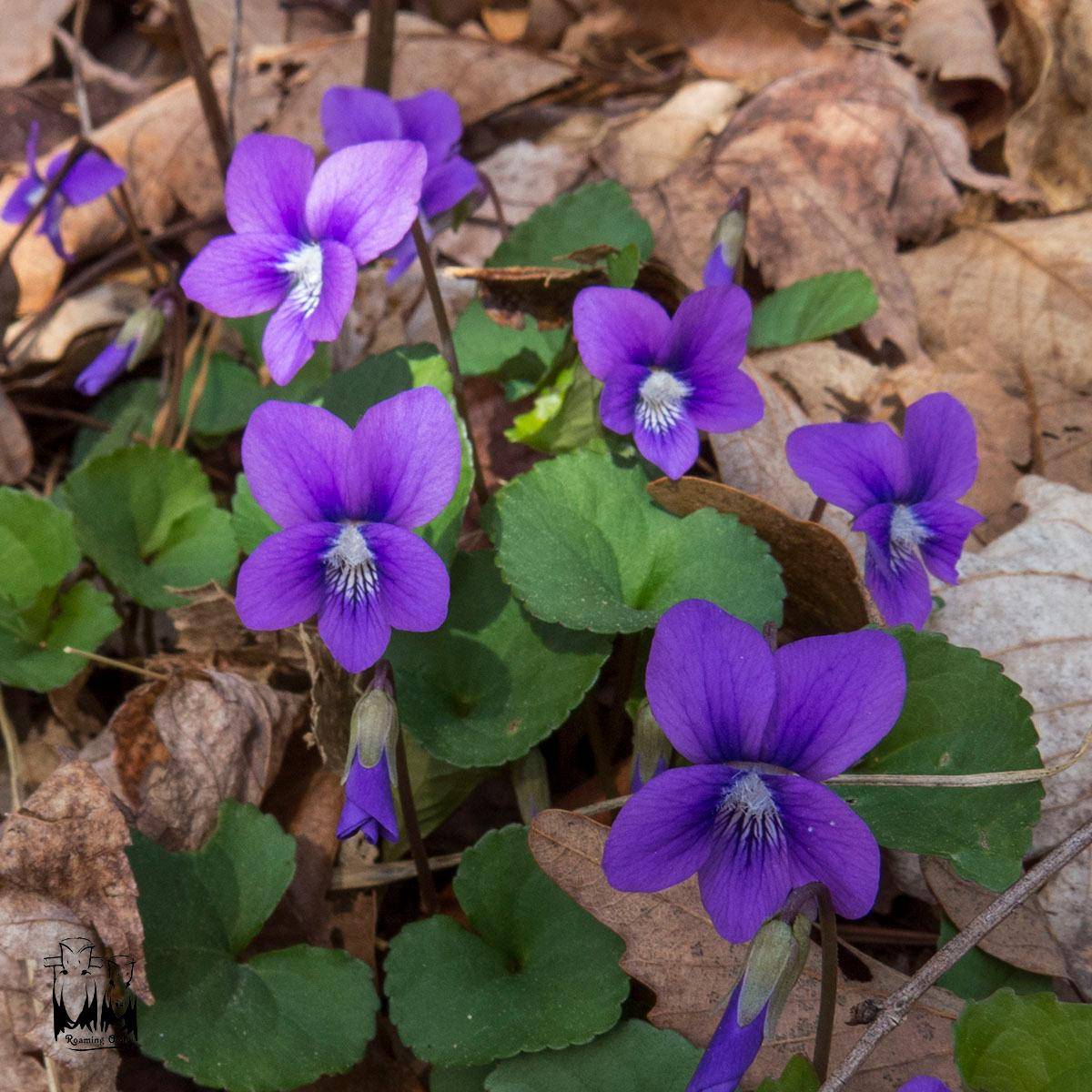 Southern Wood Violet - Viola hirsutula, வசந்த கால மலர்கள்