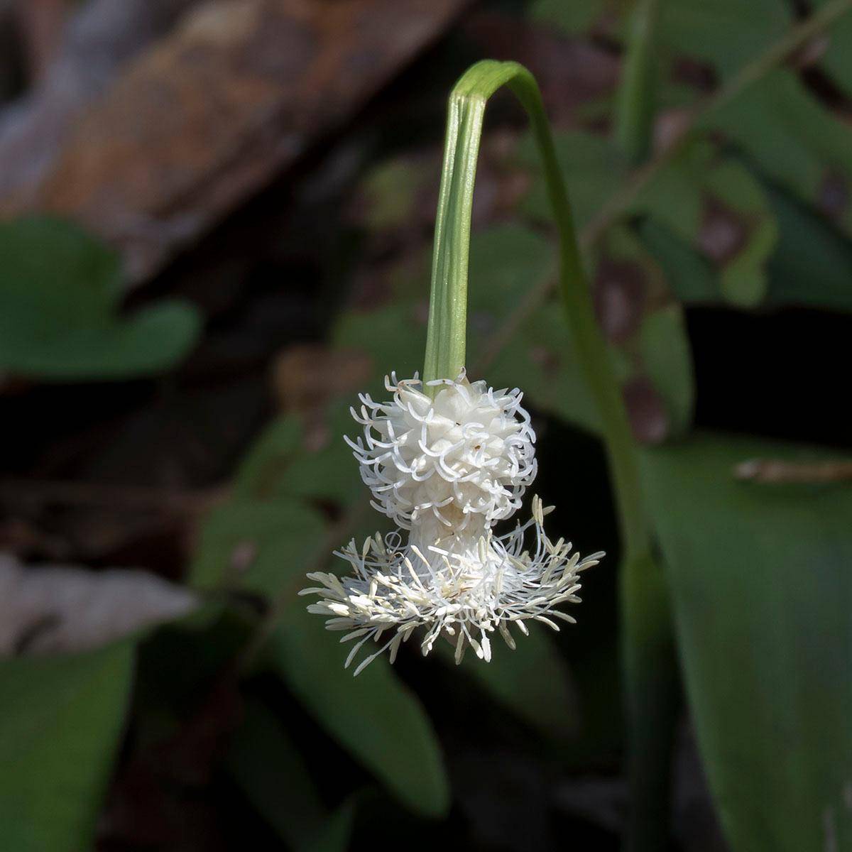 Frasier's Sedge - Cymophyllus fraserianus, வசந்த கால மலர்கள்