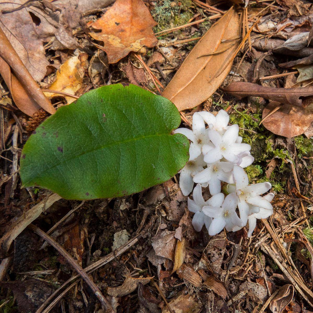 Trailing Arbutus - Epigaea repens, வசந்த கால மலர்கள்