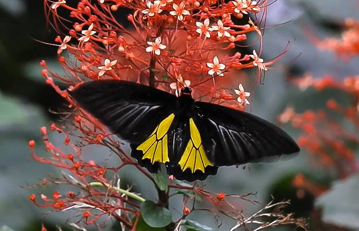 பொன்னழகன் Southern birdwing