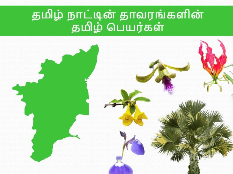 Medicinal Plants Tamil Name List