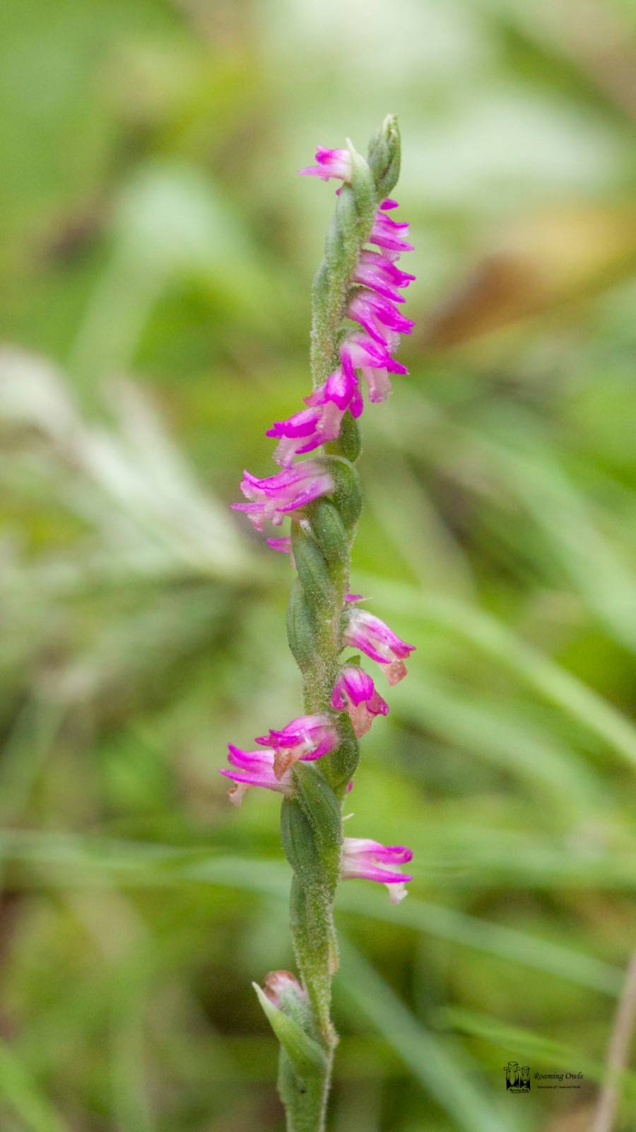 Chinese Lady's-Tresses -&nbsp;Spiranthes sinensis