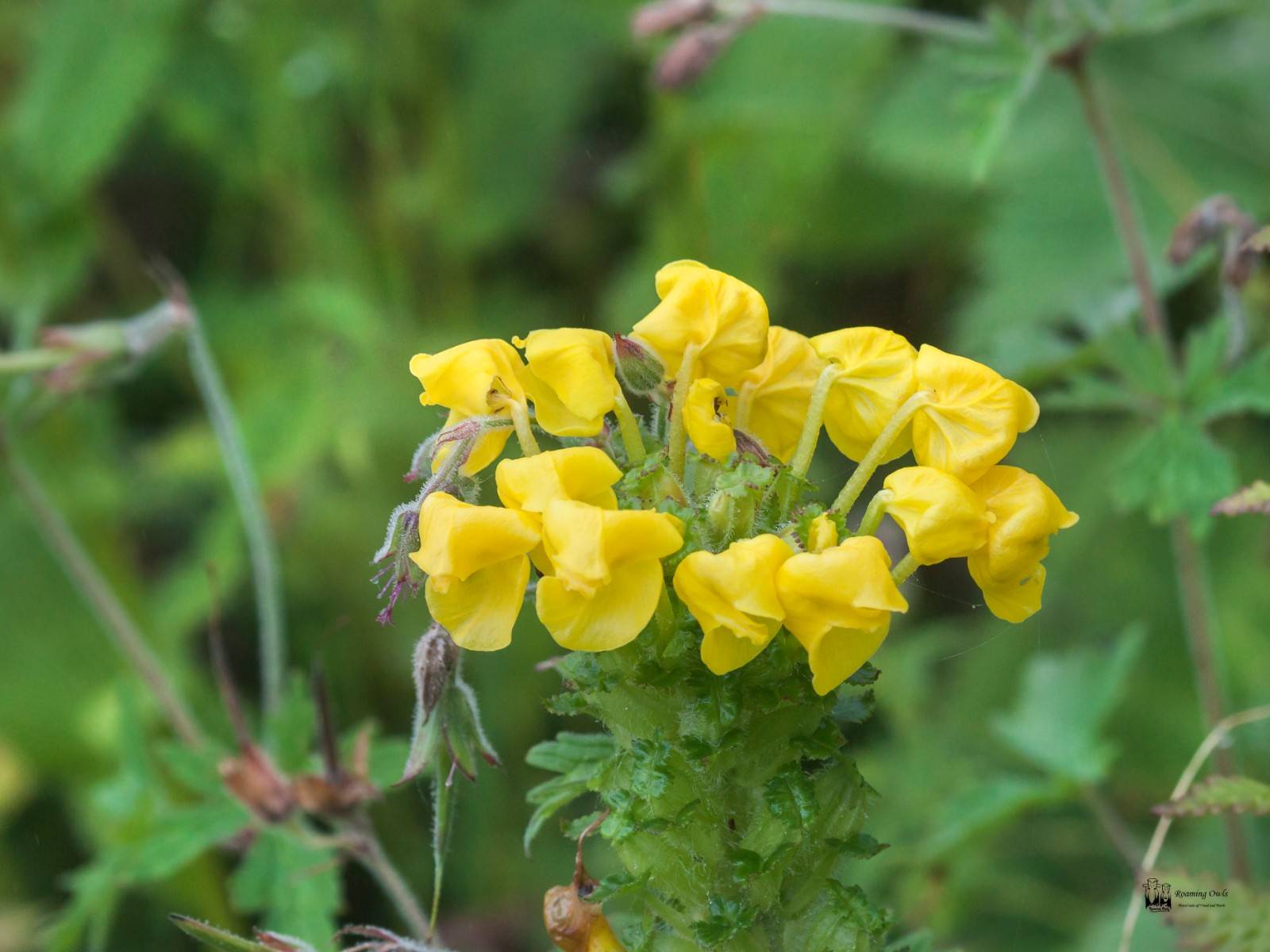 Horned Lousewort - Pedicularis bicornuta&nbsp;