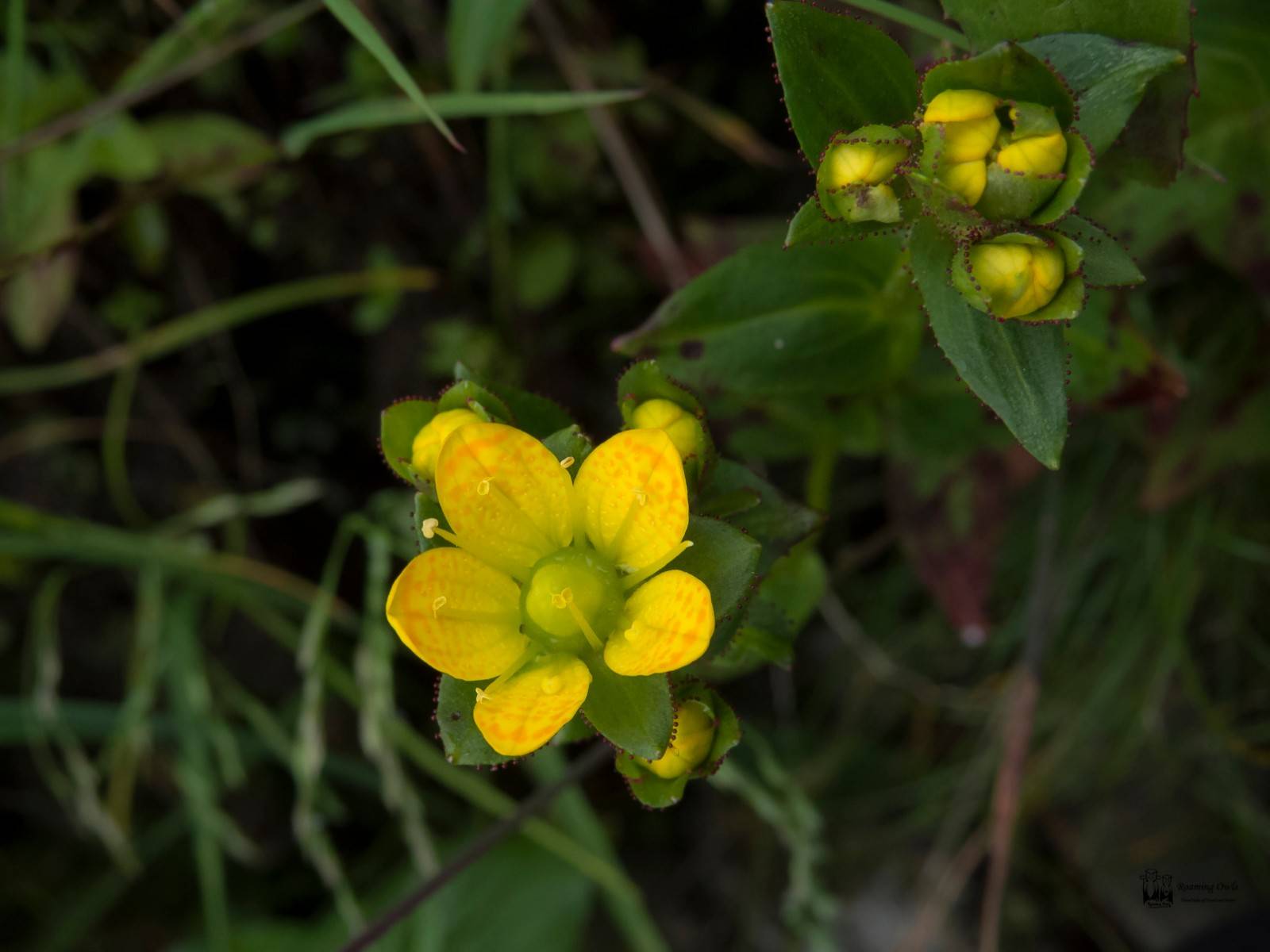 Moorcroft saxifrage -&nbsp;Saxifraga moorcroftiana