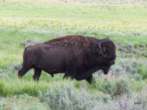yellowstone national park American bison